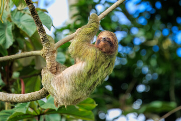 The brown-throated sloth (Bradypus variegatus) is a species of three-toed sloth found in the Neotropical realm of Central and South America © Miroslav Srb