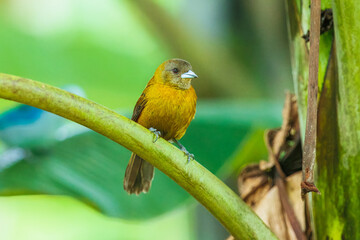 The Scarlet-rumped tanager, Ramphocelus passerinii The bird is perched on the branch at the beautiful flower in the rain forest America Costa Rica Wildlife nature scene. green background 