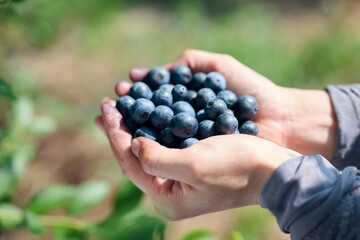 ブルーベリー農園で収穫作業をする女性の手