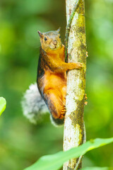 Variegated squirrel (Scariegated squirrel (Sciurus Variegatoides) is a tree squirrel in the genus Sciurus found in Costa Rica, El Salvador, Guatemala, Honduras, southern Mexico, Nicaragua, and Panama.
