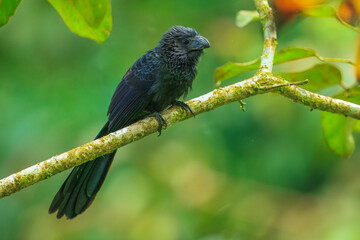 Groove-billed Ani, Crotophaga sulcirostris, Anis are bizarre, coal-black cuckoos with long floppy tails and unique, curiously tall, flattened bills.