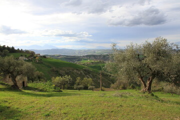 Scenic landscape of Abruzzo with olive trees and rolling hills, showcasing the region's agricultural beauty and Mediterranean charm.