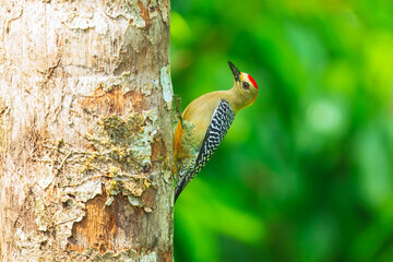 Hoffmann's woodpecker (Melanerpes hoffmannii) is a resident breeding bird from southern Honduras south to Costa Rica. It is a common species on the Pacific slopes