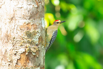 Hoffmann's woodpecker (Melanerpes hoffmannii) is a resident breeding bird from southern Honduras south to Costa Rica. It is a common species on the Pacific slopes