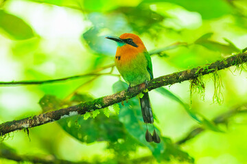 Broad-billed Motmot, Electron platyrhynchum, portrait of nice big bird wild nature, beautiful coloured forest background, art view, Costa Rica. Nice big bird, wild nature, tropic. Green vegetation.