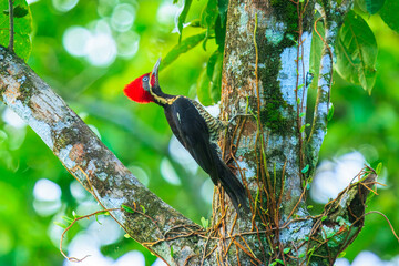 The lineated woodpecker (Dryocopus lineatus) is a very large woodpecker which is a resident breeding bird from southern Mexico to northern Argentina and on Trinidad in the Caribbean