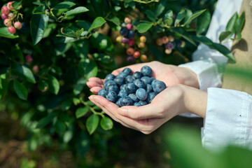 ブルーベリー農園で収穫作業をする女性の手