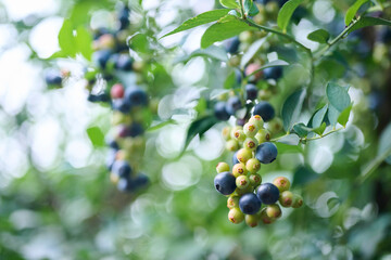 成長過程のブルーベリーの実