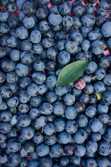 かごに収穫されたブルーベリーの実