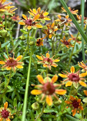 Fetthennen-Steinbrech (Saxifraga)