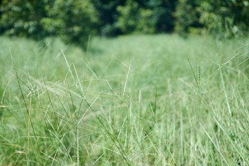 緑豊かな野草が生い茂る風景