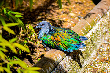 Nicobar pigeon resting in the garden