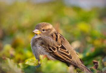 Sparrow in the green autumn garden