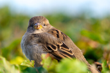 Sparrow in the green autumn garden