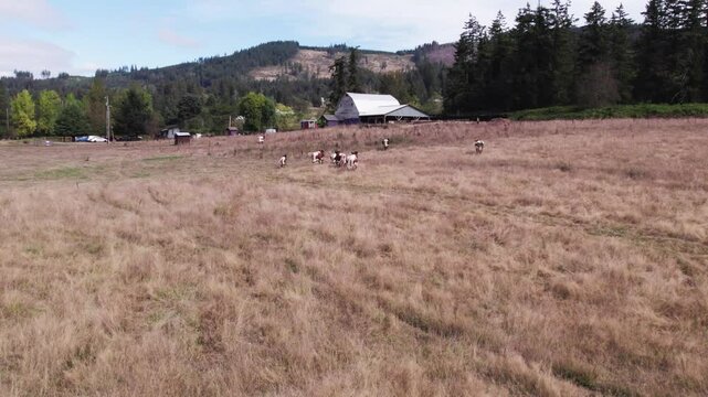 Cows running in field
