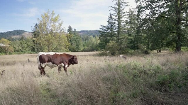 cows in the meadow