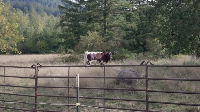Cow in field