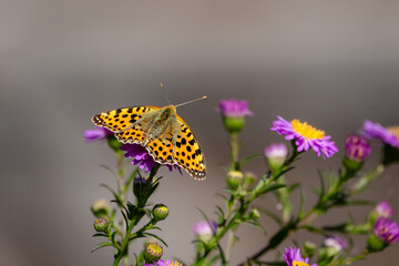A Queen of Spain fritillary (Issoria lathonia), resting on Michaelmas daisies (Aster).