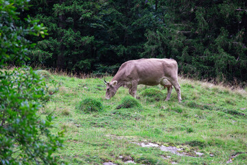 Brown red cow swiss alps, fresh green fir forest lush meadow, animal eating grass during the day without people