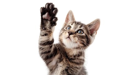 Fototapeta premium cat giving high five isolated on white background