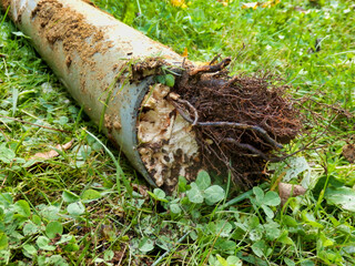 Blocked drainage pipe caused by ingress of tree roots 
