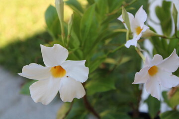 Obraz premium white narcissus flower