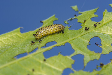 Pyrrhalta viburni on leaf