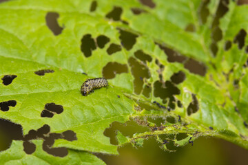 Pyrrhalta viburni on leaf