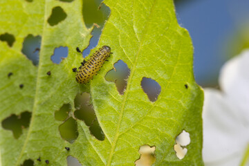 Pyrrhalta viburni on leaf
