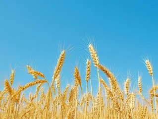 Fototapeta premium golden wheat field under a brilliant blue sky. close-up of ripe ears with intricate detail, showcasing the beauty and abundance of the harvest against a pure white background.
