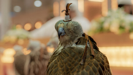 Close-Up View of Falcon with a Hood
