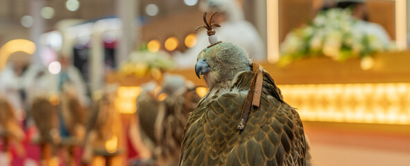Close-Up View of Falcon with a Hood