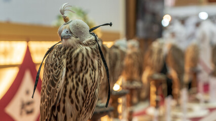 Close-Up View of Falcon with a Hood