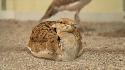 The houbara bustard (Chlamydotis undulata), also known as African houbara
