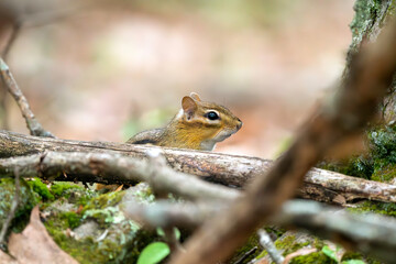 Chipmunk in the Forest of New York 