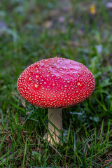 Family of hallucinogenic mushrooms fly agaric with bright red and orange caps with white flakes in autumn forest.