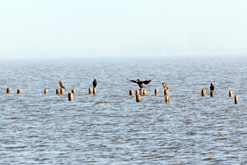 A view of cormorant in Comacchio on foggy day