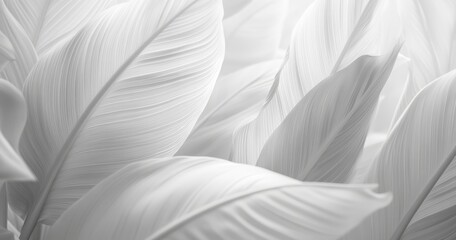 Fototapeta premium The palm leaf is shown on a grungy background. An ideal wallpaper, wallpaper for photos, or fresco design.