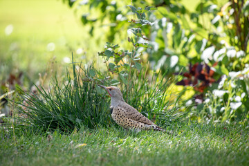 Wood pecker near brushes and grass side view