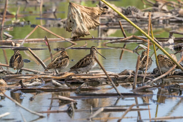 レンコン畑のタシギの群れ