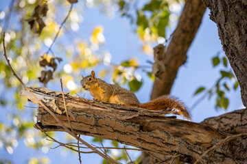 Squirrel on top of a tree looking down full body profile