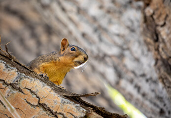 Close up baby squirrel on a tre branch with texture cork