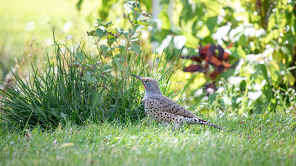 Portrait of woodpecker near colorful bushes