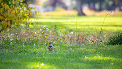 Cute woodpecker near wild flowers 