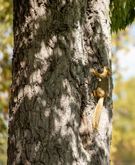 Squirrel climbing tree