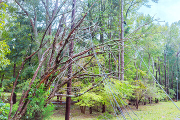 During tropical storm hurricane, tree is blown down broken, falling over electrical wires