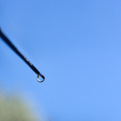 color macro photography of water drop on plant