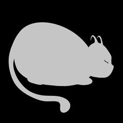 Gray cat on black background 