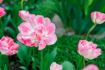 Flowers in a flower bed tulips. Greening the urban environment. Background with selective focus
