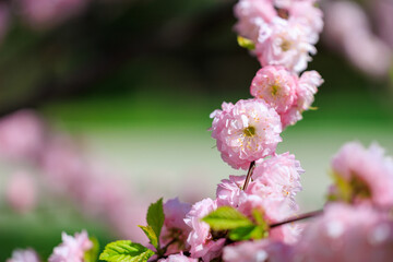 Pink flowers on a tree branch. Background with copy space for text